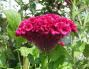 Celosia Cristata